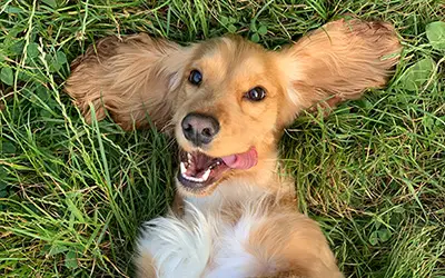 Les épillets : danger pour les chiens et chats