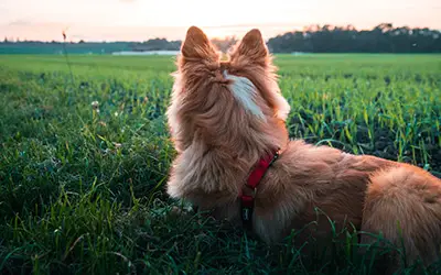 La prévention contre les tiques