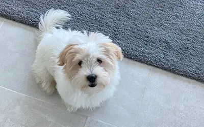 La promenade chez le chiot