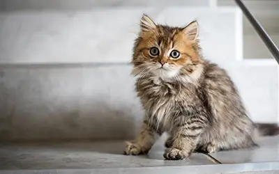 Accueillir un chaton