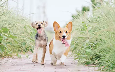 L&rsquo;éducation positive et bienveillante