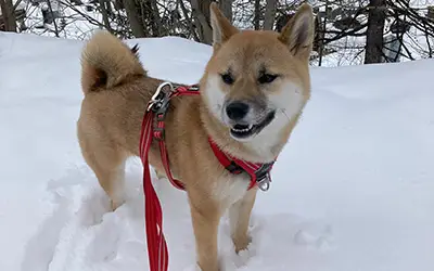 L&rsquo;éthologie canine