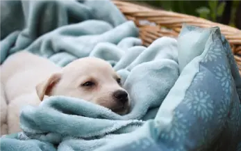 La propreté chez le chiot
