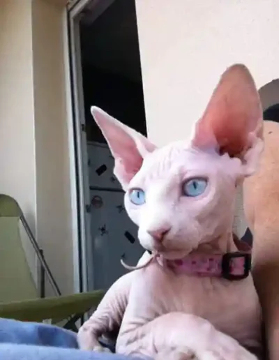 Chat Holly - Visite à domicile