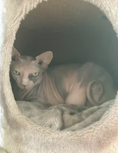 Chat Idylle - Visite à domicile