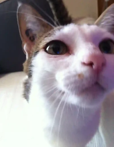 Chat Lorenza - Visite à domicile