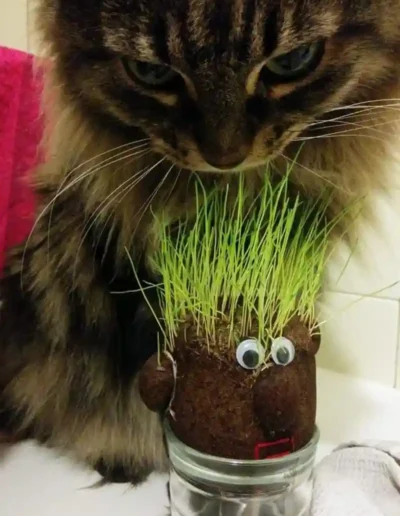 Chat Salem - Visite à domicile