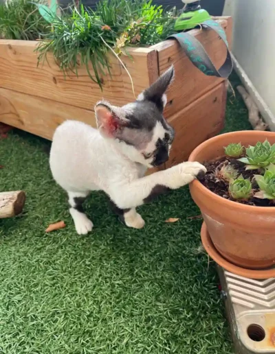 Chat Ubi - Visite à domicile