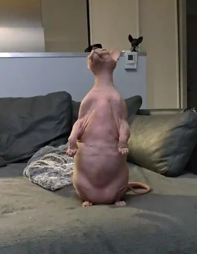 Chat Woony - Visite à domicile