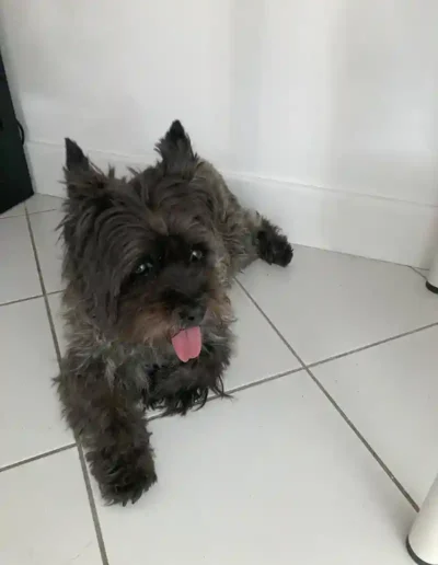 Chien Holly - Garde à domicile