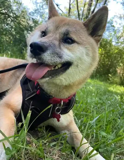 Chien Maya - Garde à domicile