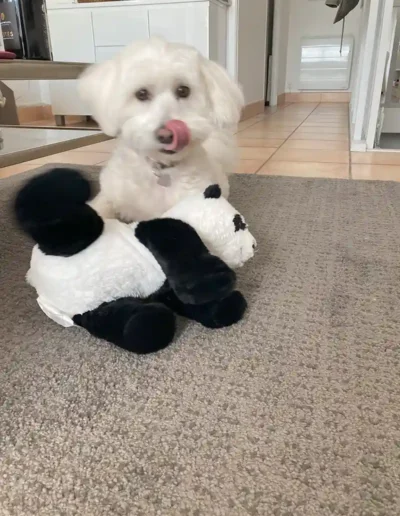 Chien Poppy - Garde à domicile