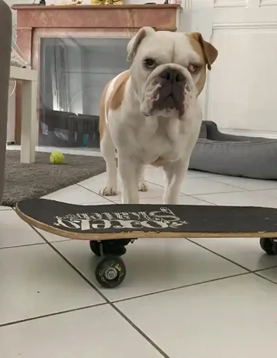 Chien Renata - Garde à domicile