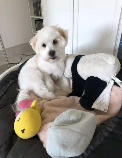 Chien Turner - Garde à domicile