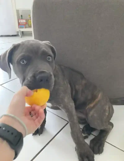 Chien Ubelle - Garde à domicile