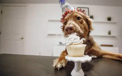 Chien qui mange un gâteau d'anniversaire