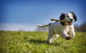 Chiot qui court dans l'herbe