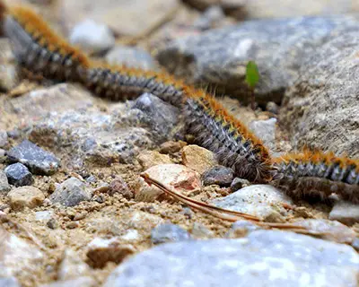 Chenille processionnaire Reconnaitre les chenilles processionnaires