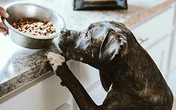 L&rsquo;alimentation du chien